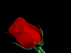 һ���õ��(�渣���ɶ��񸸴�)